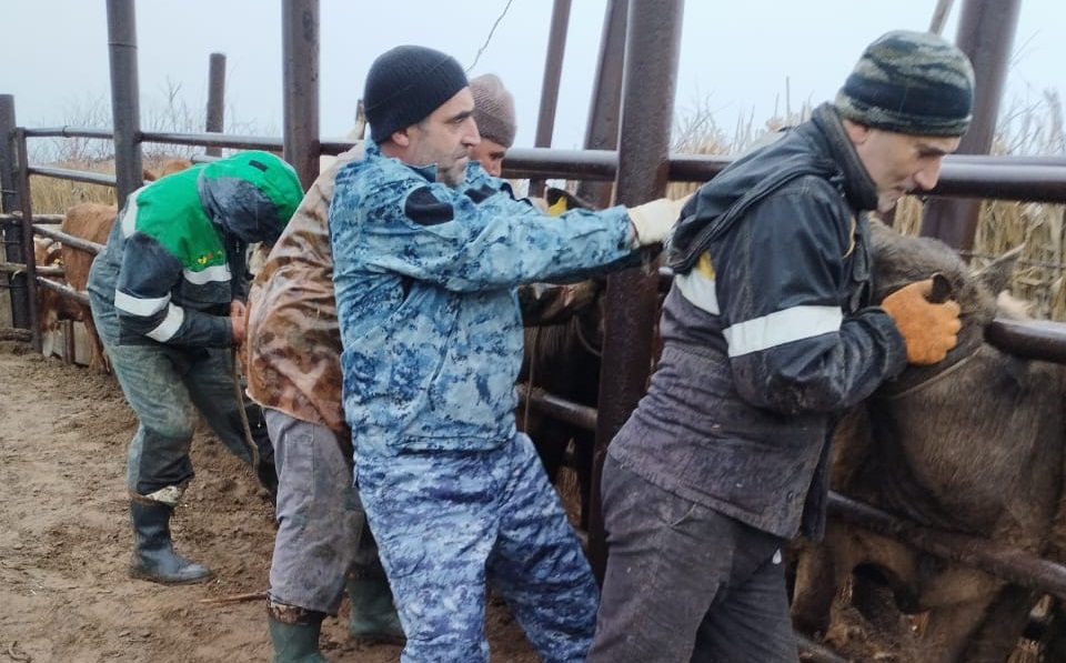 В Дахадаевском районе проводятся противобруцеллезные мероприятия