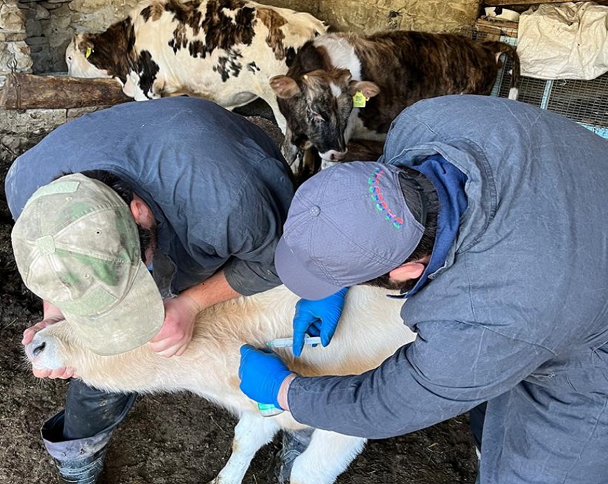 Ветеринарные мероприятия в Шамильском районе