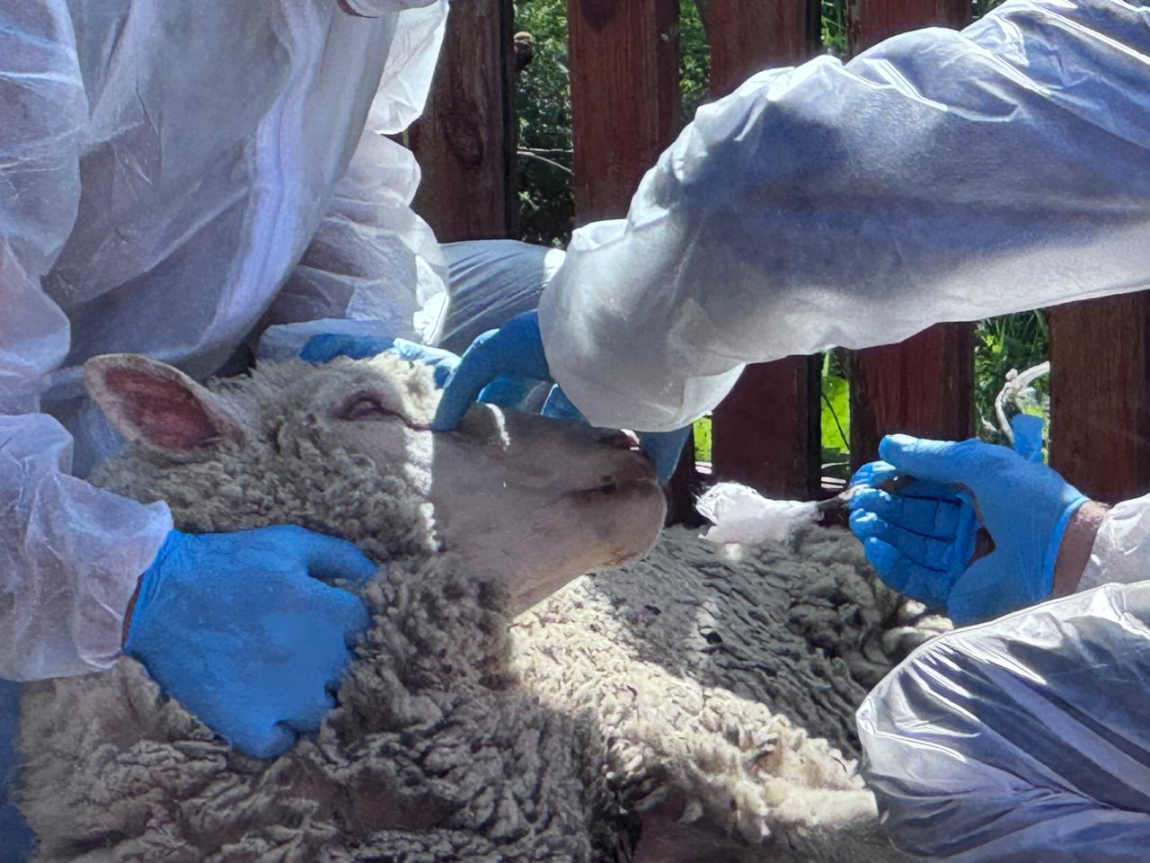 В Бабаюртовском районе отработали совместные действия по ликвидации условного очага ящура