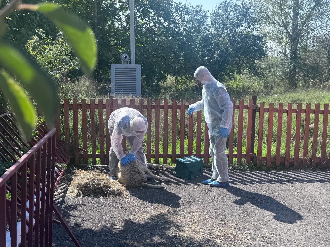 В Бабаюртовском районе отработали совместные действия по ликвидации условного очага ящура