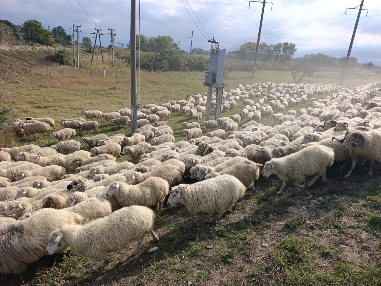 В Дагестане идет перегон овец с гор на равнины