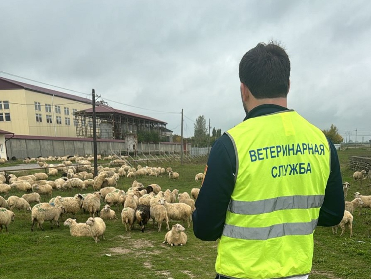 В Дагестане идет перегон овец с гор на равнины