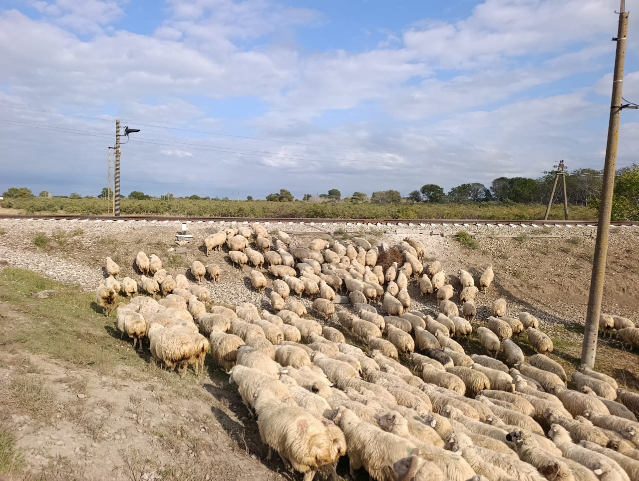 В Дагестане идет перегон овец с гор на равнины