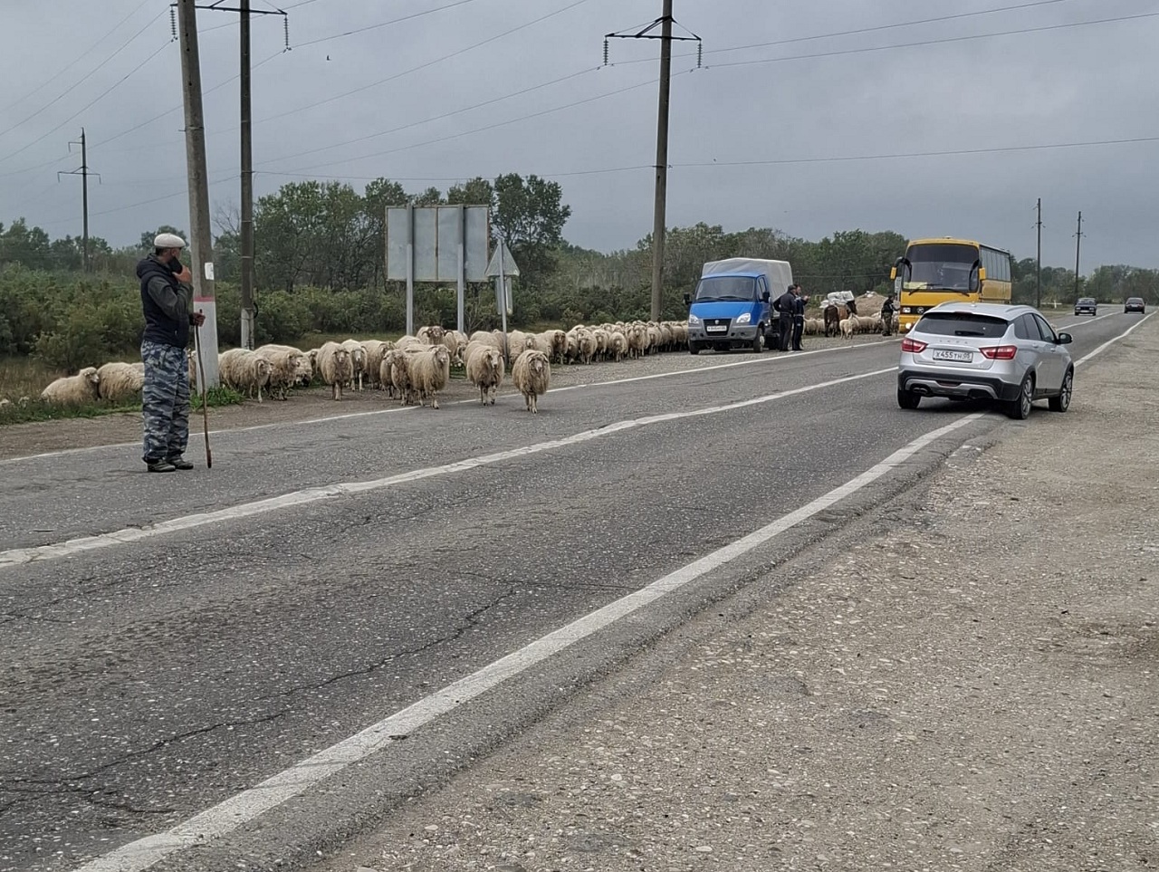 В Дагестане идет перегон овец с гор на равнины