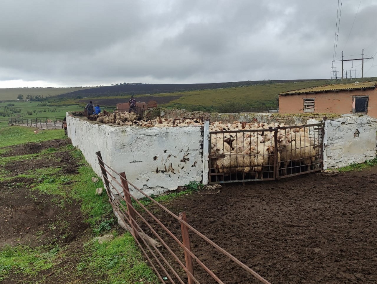 В Дагестане идет перегон овец с гор на равнины