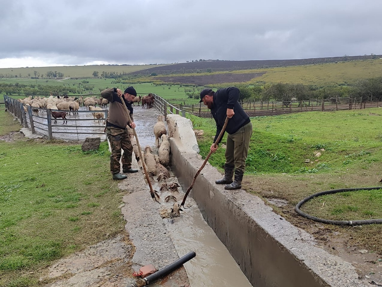 В Дагестане идет перегон овец с гор на равнины