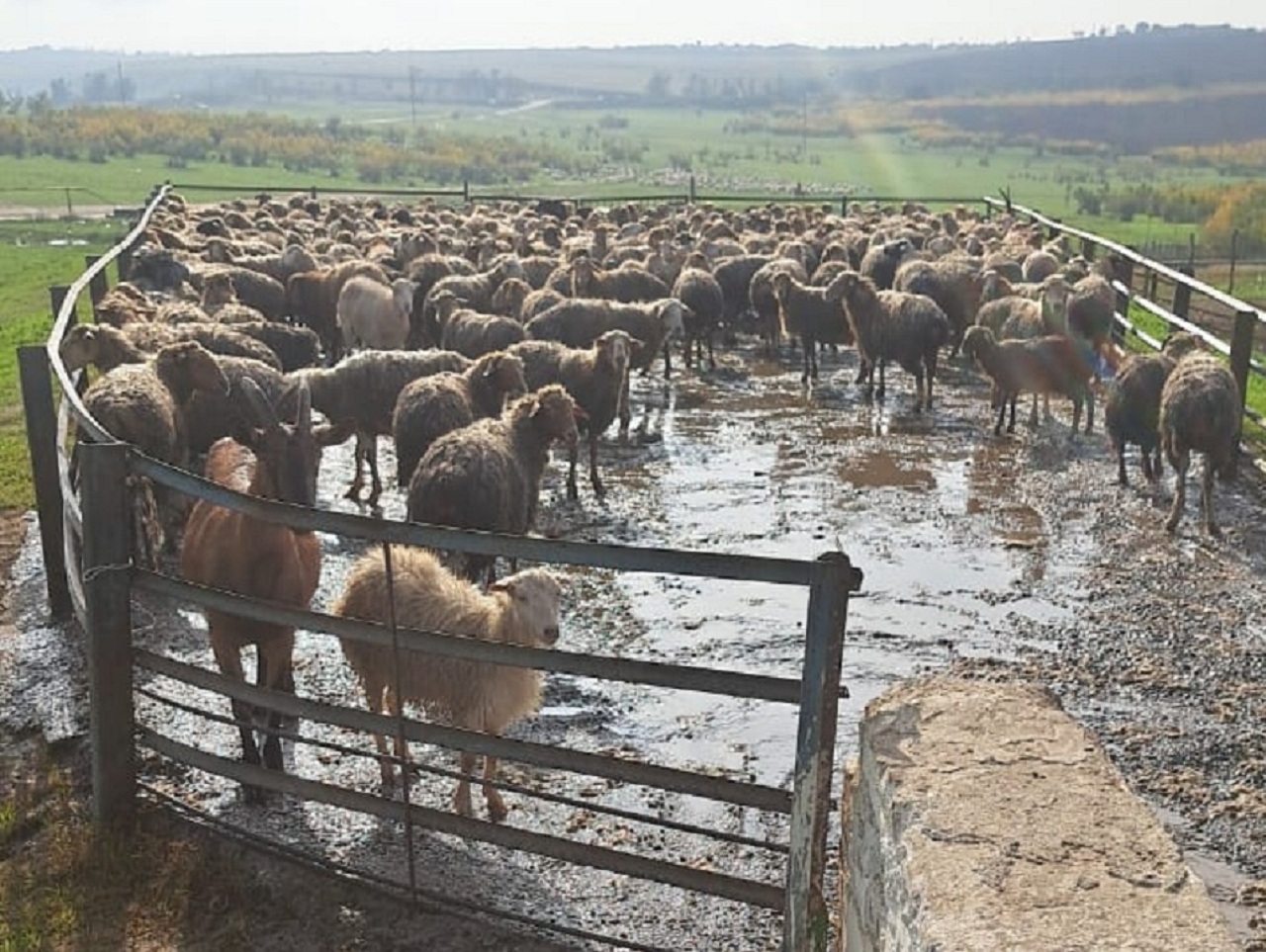 В Дагестане идет перегон овец с гор на равнины