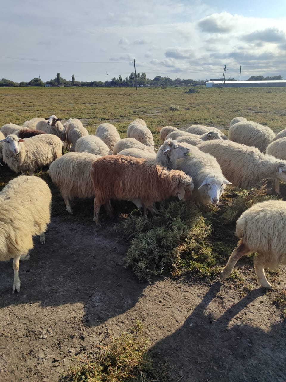 В республике идет перегон скота на зимние пастбища
