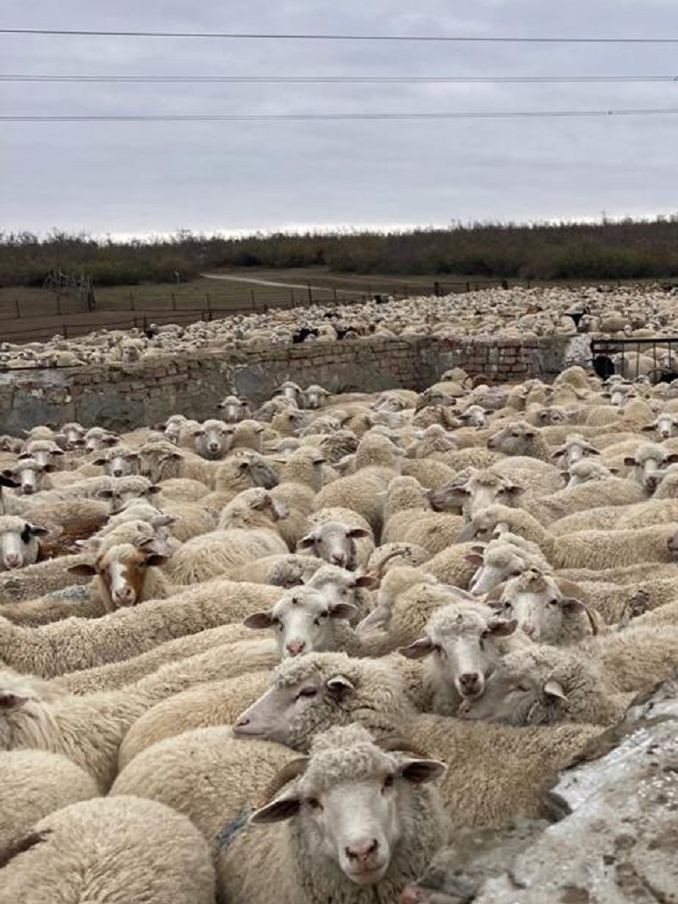 В республике идет перегон скота на зимние пастбища