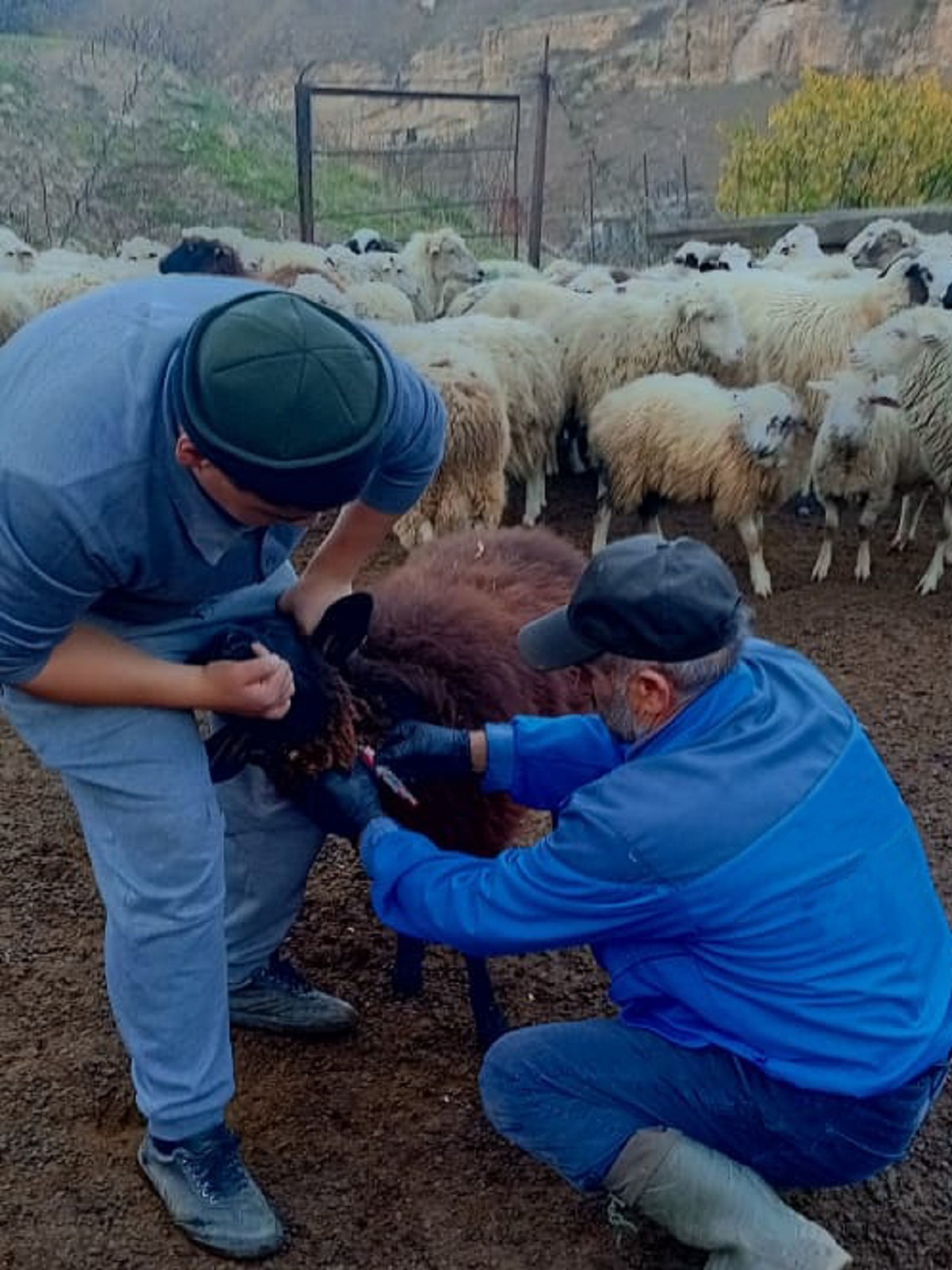 Ветеринарные мероприятия в Гунибском районе
