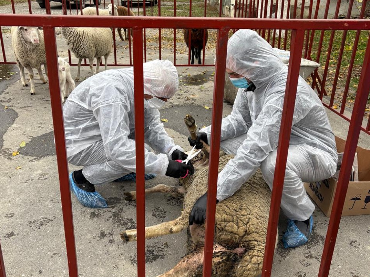 Учения по локализации и ликвидации очага оспы МРС проведены в Дагестане