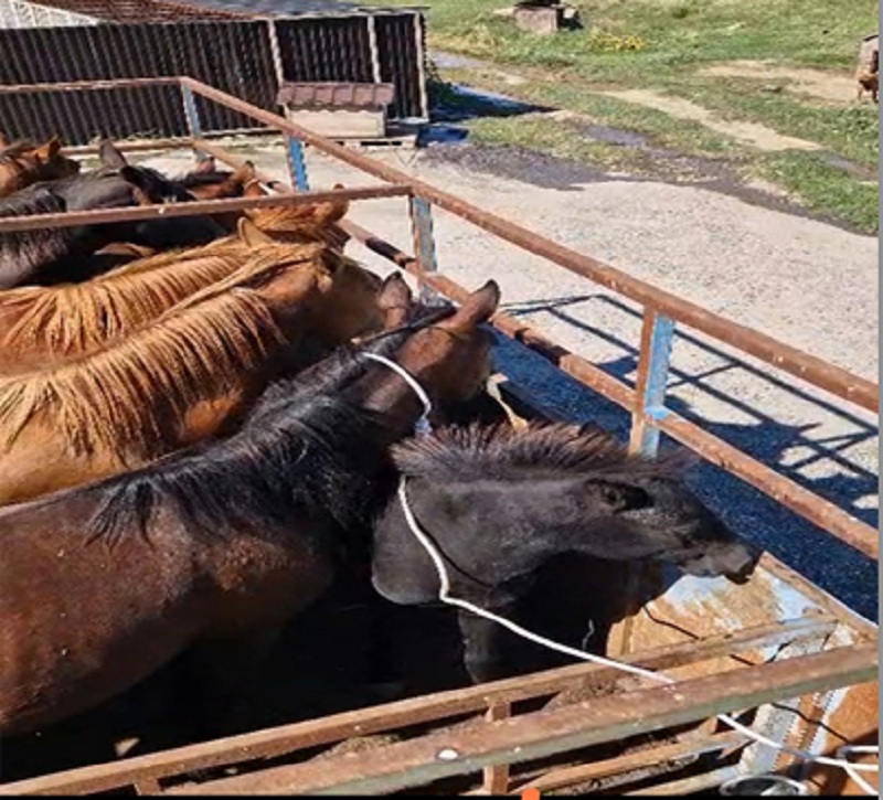Организация мероприятий по отлову сельскохозяйственных животных
