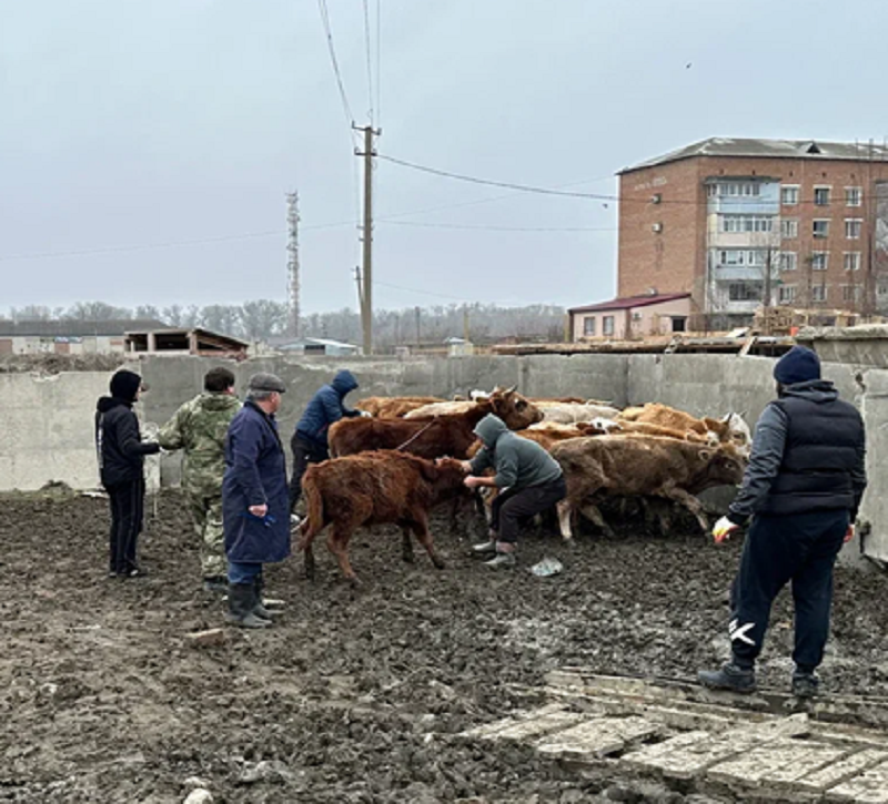 Организация мероприятий по отлову сельскохозяйственных животных