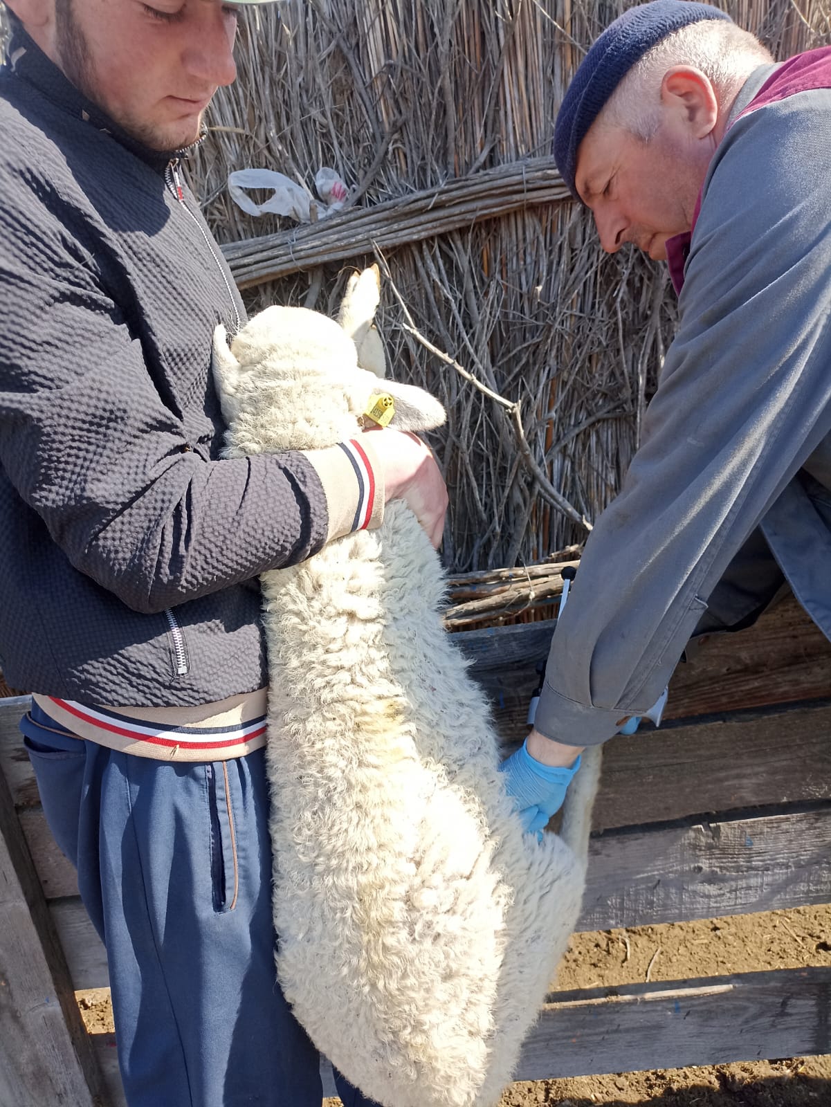 В Гунибском районе готовят скот к перегону на летние пастбища