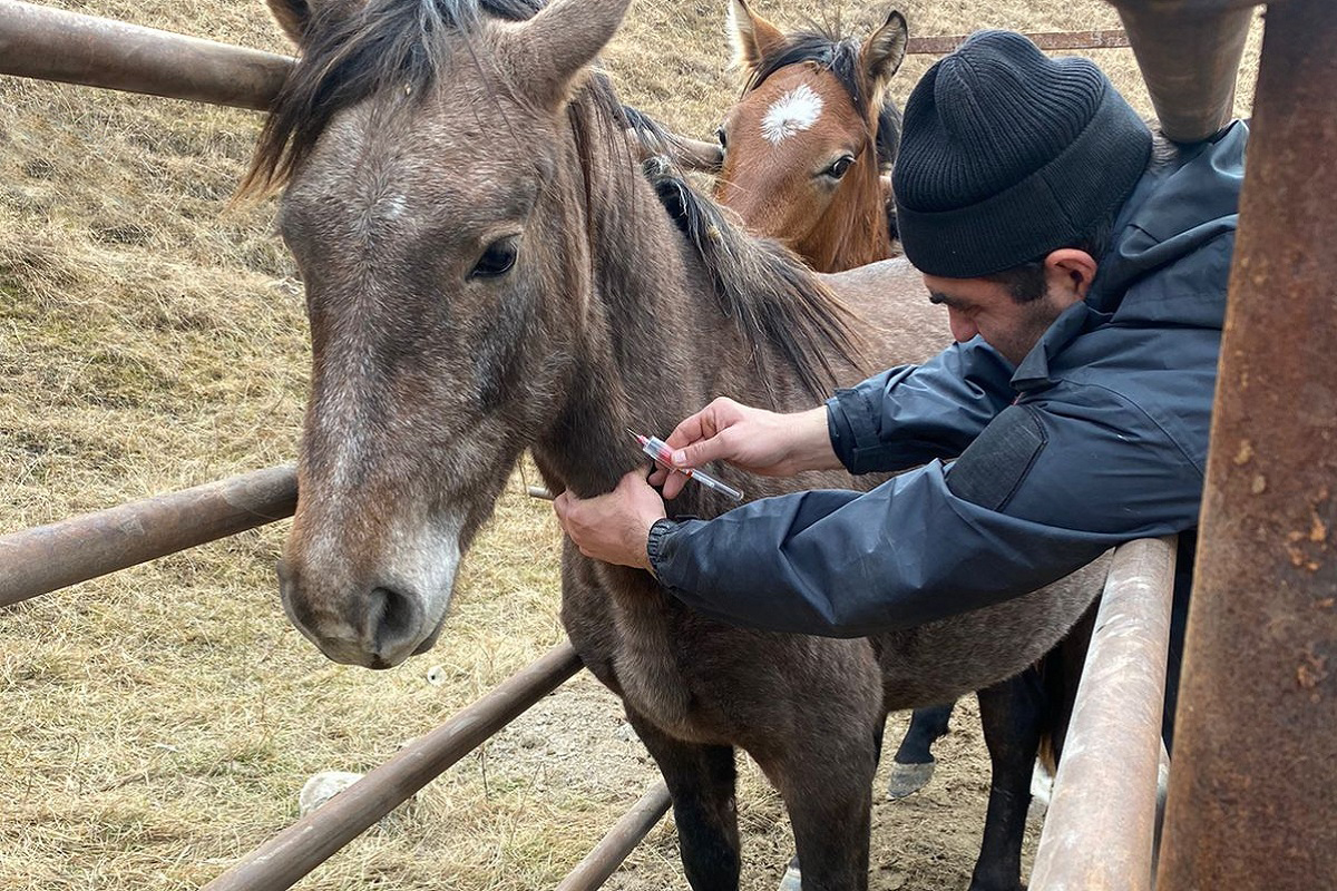 В республике активно проводятся ветеринарно-профилактические и диагностические мероприятия