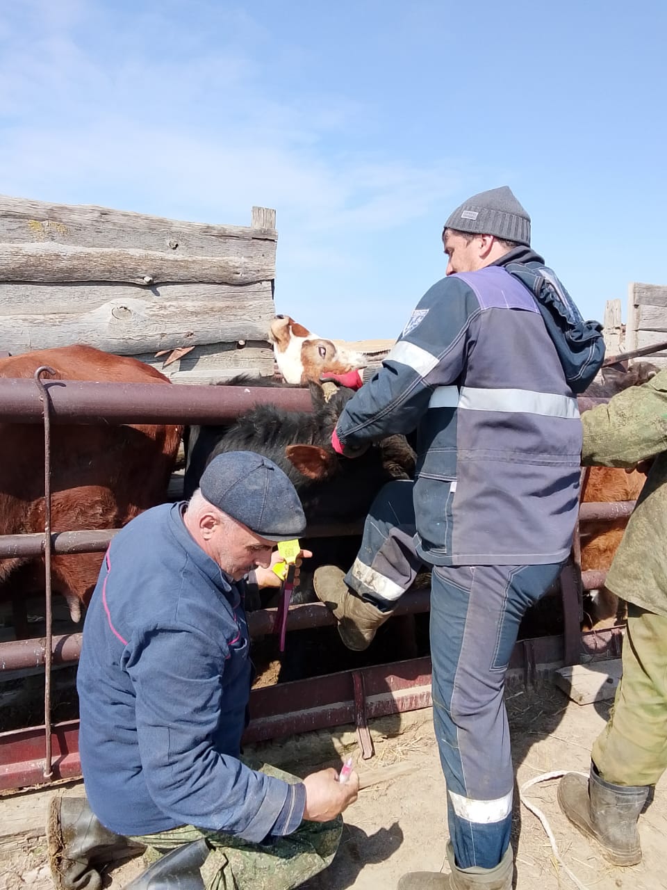 В Дахадаевском районе проводятся противобруцеллезные мероприятия